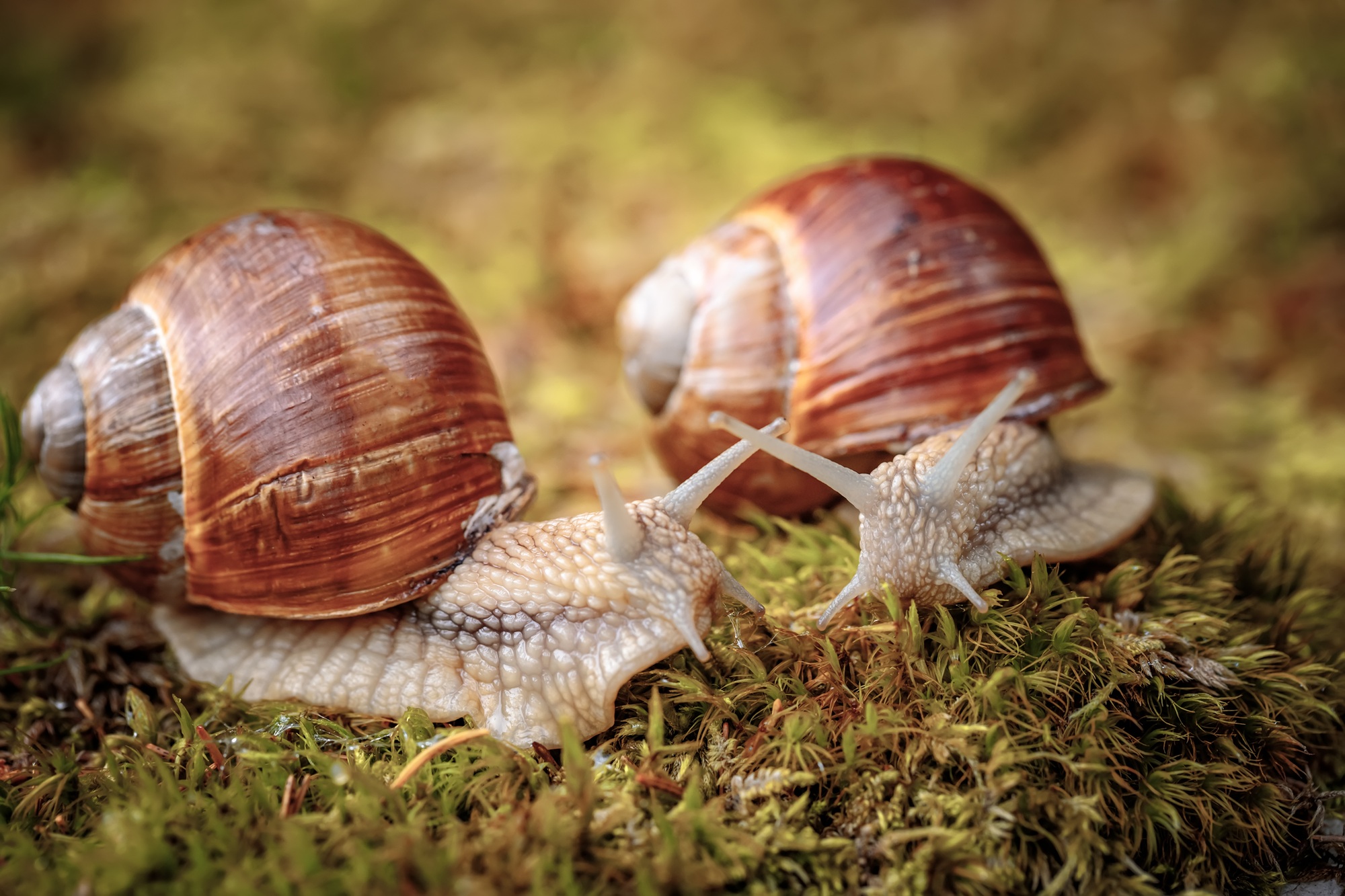 remède contre escargot