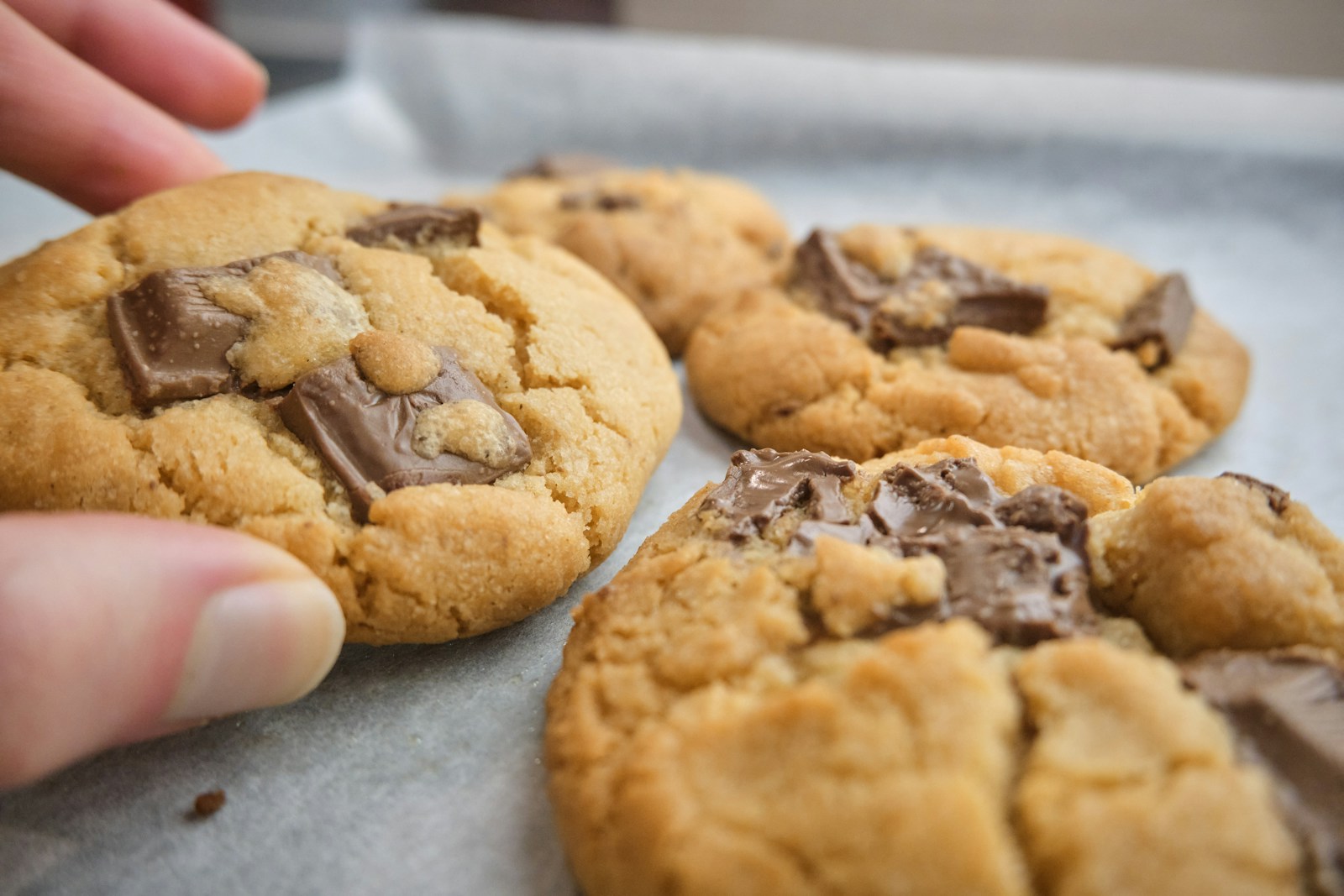 biscuit Trocadéro